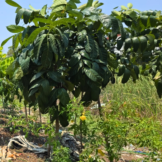 Eco-Innovation in Action: Kaleris Plants for a Greener Future – 6 months