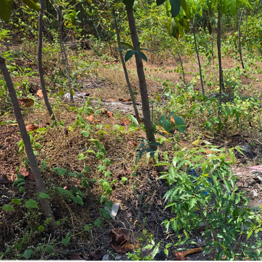 Eco-Innovation in Action: Kaleris Plants for a Greener Future – 6 months