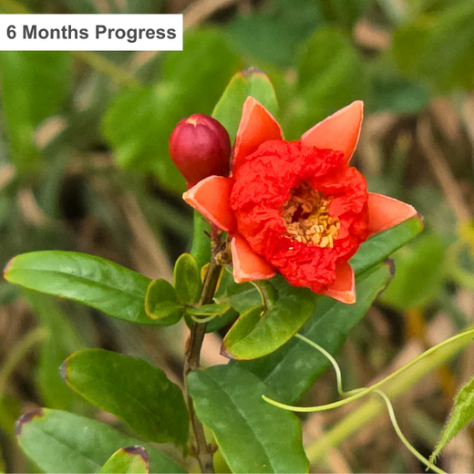 Eco-Innovation in Action: Kaleris Plants for a Greener Future – 1 year