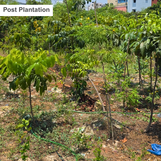 Eco-Innovation in Action: Kaleris Plants for a Greener Future – 6 months