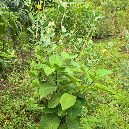 Eco-Innovation in Action: Kaleris Plants for a Greener Future – 1 year