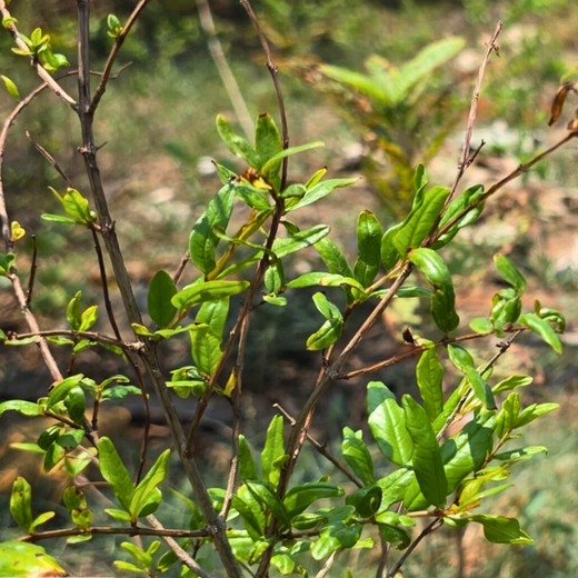 Eco-Innovation in Action: Kaleris Plants for a Greener Future – 6 months