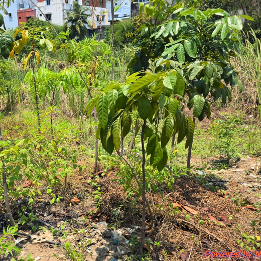 Eco-Innovation in Action: Kaleris Plants for a Greener Future – 6 months