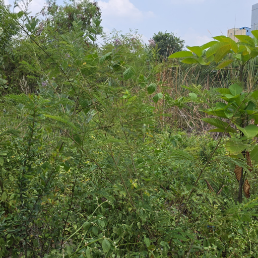 Eco-Innovation in Action: Kaleris Plants for a Greener Future – 1 year