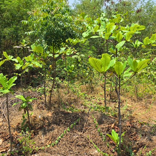 Eco-Innovation in Action: Kaleris Plants for a Greener Future – 6 months