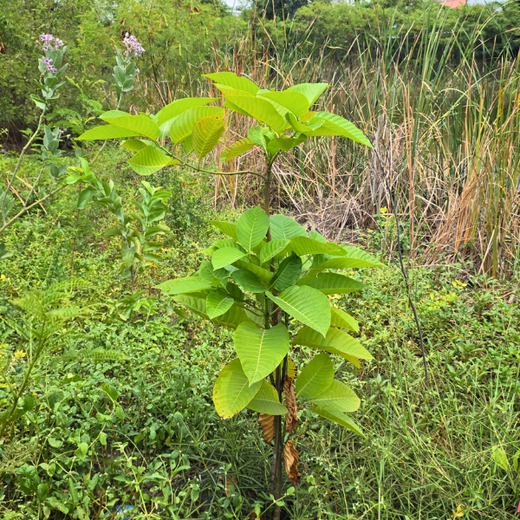 Eco-Innovation in Action: Kaleris Plants for a Greener Future – 1 year
