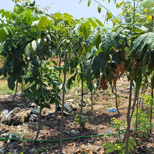 Eco-Innovation in Action: Kaleris Plants for a Greener Future – 6 months