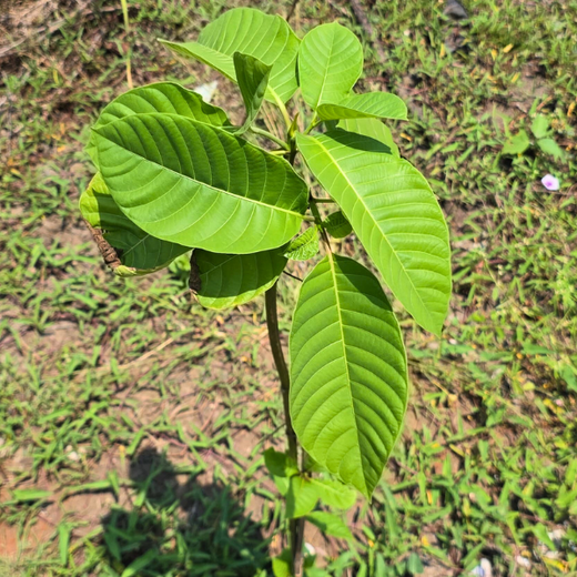 Eco-Innovation in Action: Kaleris Plants for a Greener Future – 6 months