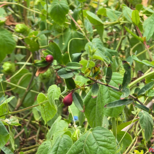 Eco-Innovation in Action: Kaleris Plants for a Greener Future – 1 year