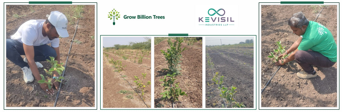 KEVISIL ENTERPRISES LLP Launch: Planting Roots for Sustainable Future