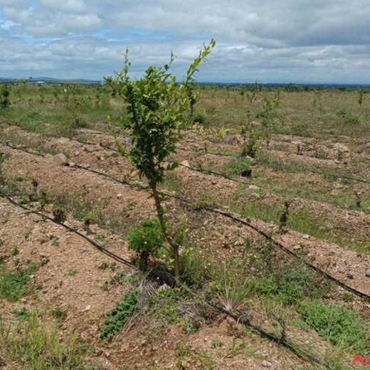 Koshiqa’s Agroforest Initiative: Nurturing Nature for Its Subscribers – 1 year