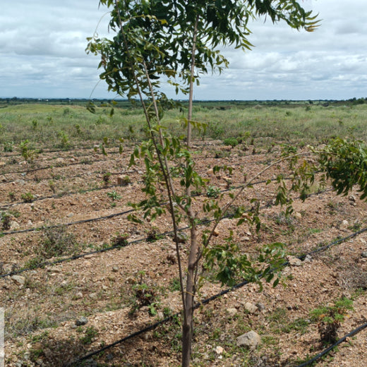 Koshiqa’s Agroforest Initiative: Nurturing Nature for Its Subscribers – 1 year