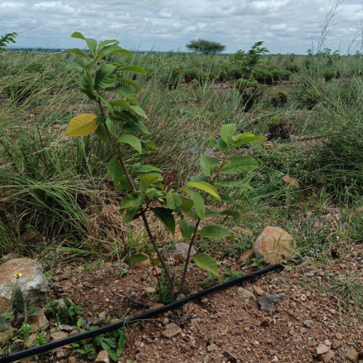 Koshiqa’s Agroforest Initiative: Nurturing Nature for Its Subscribers – 1 year
