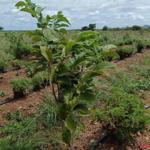 Koshiqa’s Agroforest Initiative: Nurturing Nature for Its Subscribers – 1 year