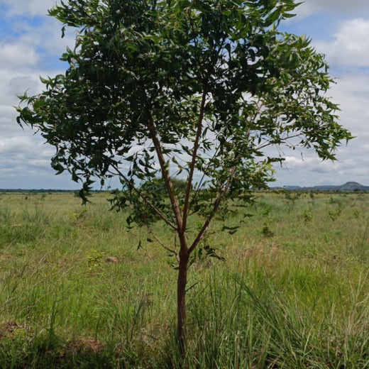 Koshiqa’s Agroforest Initiative: Nurturing Nature for Its Subscribers – 1 year