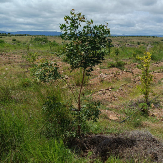Koshiqa’s Agroforest Initiative: Nurturing Nature for Its Subscribers – 1 year