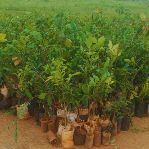 Delivering Sustainability: KWE's Eco-Conscious CSR Journey – Planting