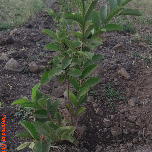 LIFT Team's Green Diwali Initiative: Planting Trees for Sustainability – 1 year