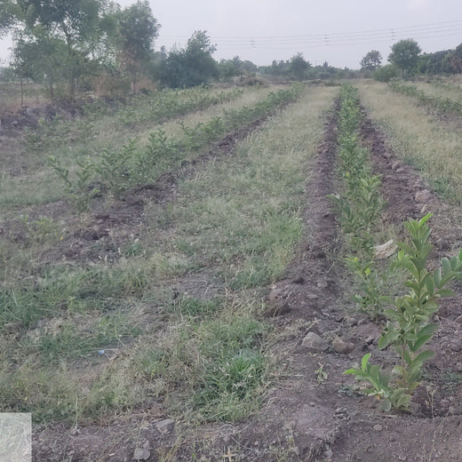 LIFT Team's Green Diwali Initiative: Planting Trees for Sustainability – 1 year
