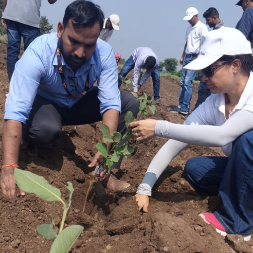 LIFT Team's Green Diwali Initiative: Planting Trees for Sustainability – 6 months