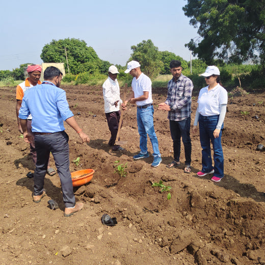 LIFT Team's Green Diwali Initiative: Planting Trees for Sustainability – 6 months