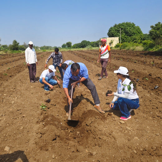 LIFT Team's Green Diwali Initiative: Planting Trees for Sustainability – 6 months