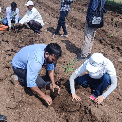 LIFT Team's Green Diwali Initiative: Planting Trees for Sustainability – 6 months