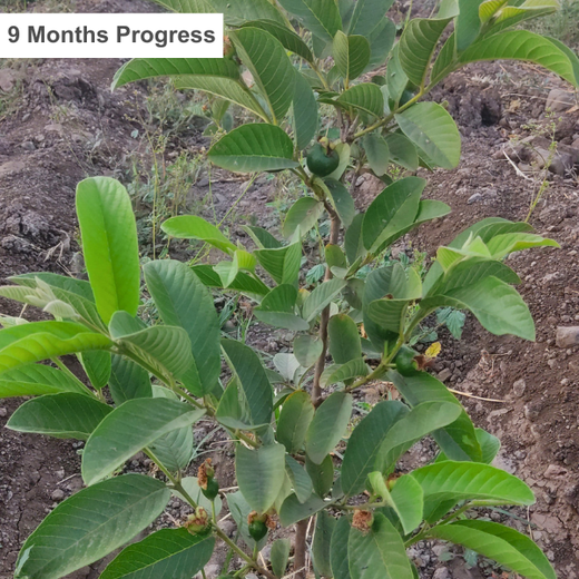 LIFT Team's Green Diwali Initiative: Planting Trees for Sustainability – 1 year