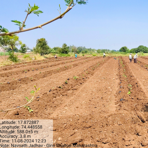 LIFT Team's Green Diwali Initiative: Planting Trees for Sustainability – Planting