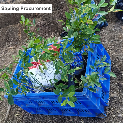 LIFT Team's Green Diwali Initiative: Planting Trees for Sustainability – Planting