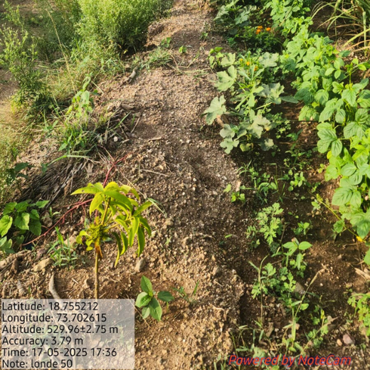 DWS Fosters Employee Engagement Through Tree Plantation Initiative – 1 year