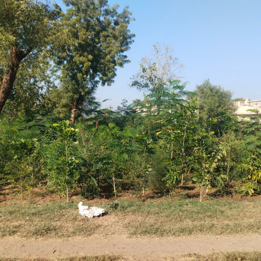 Group Landmark's ROAR (Reduce to Zero, Add Responsibility) Initiative: Miyawaki Forests – 1 year