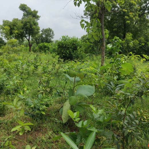 Group Landmark’s ROAR (Reduce to Zero, Add Responsibly) Initiative: Accelerating Urban Greening with Miyawaki Forests – 6 months