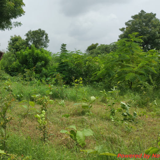Group Landmark’s ROAR (Reduce to Zero, Add Responsibly) Initiative: Accelerating Urban Greening with Miyawaki Forests – 6 months