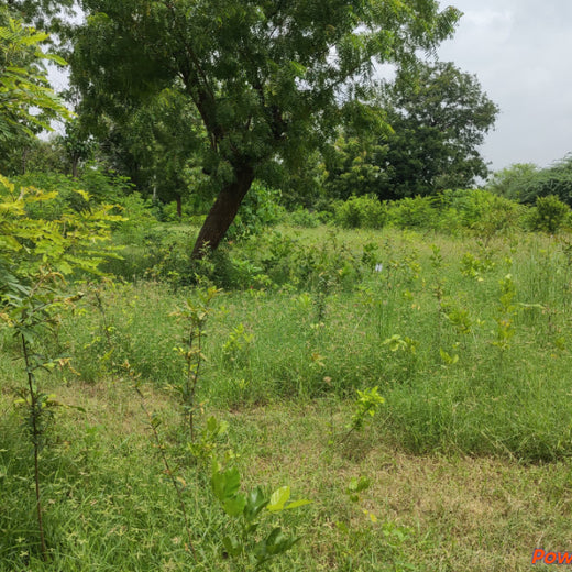 Group Landmark’s ROAR (Reduce to Zero, Add Responsibly) Initiative: Accelerating Urban Greening with Miyawaki Forests – 6 months