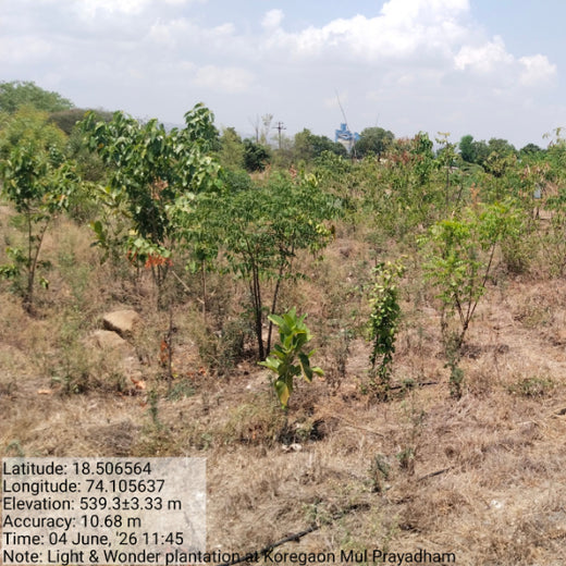 Building a Greener Future: Light & Wonder's Urban Forest Initiative for Sustainability – 3 years