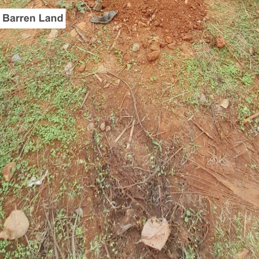 Mr. Lochan M. Leads the Way: A Green Birthday Celebration in Bangalore – Planting