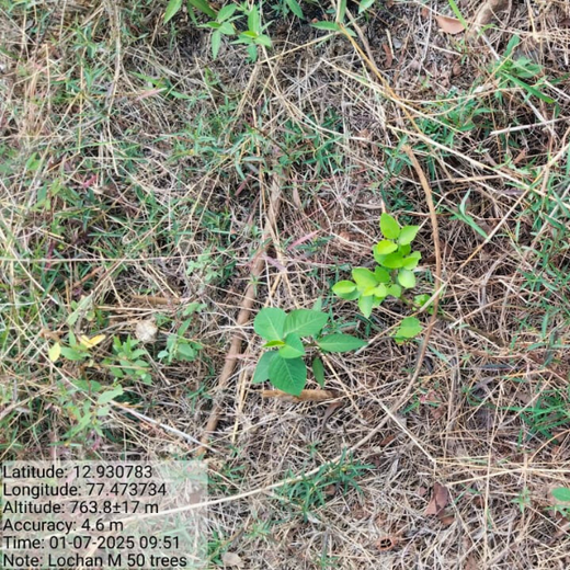 Mr. Lochan M. Leads the Way: A Green Birthday Celebration in Bangalore – 6 months