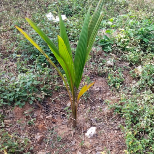 Mr. Lochan M. Leads the Way: A Green Birthday Celebration in Bangalore – 6 months