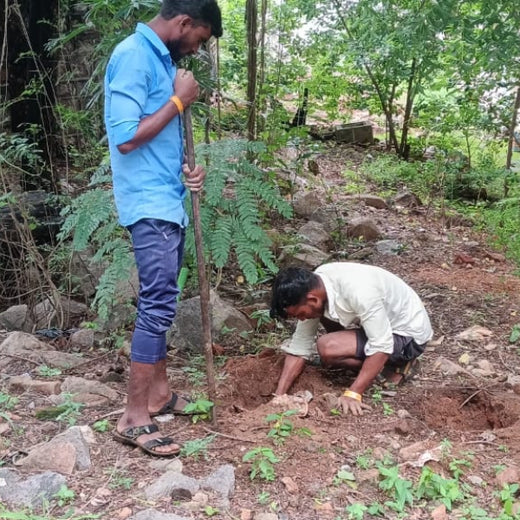 Innovacx Goes Green: Cultivating Trees, Connecting Teams – Planting