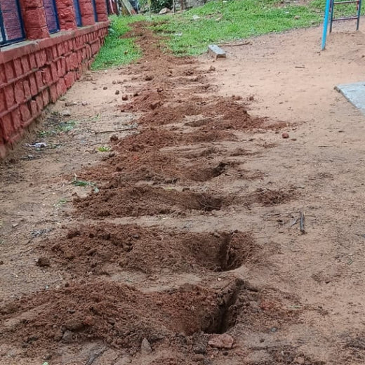 Innovacx Goes Green: Cultivating Trees, Connecting Teams – Planting