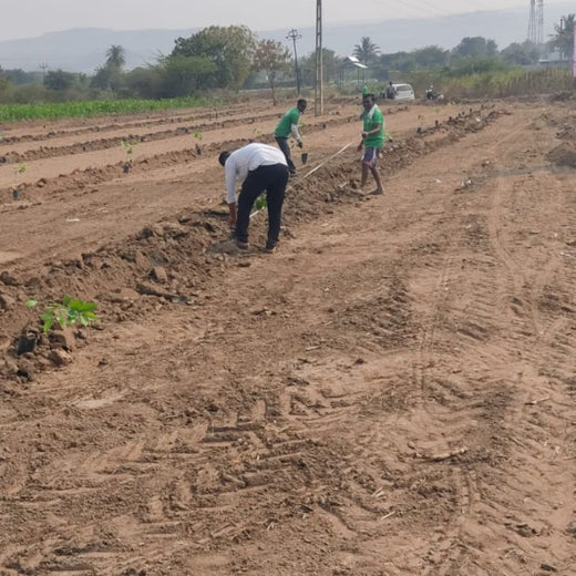 MITRA: Uniting Stakeholders for Scalable Climate Solutions – Planting