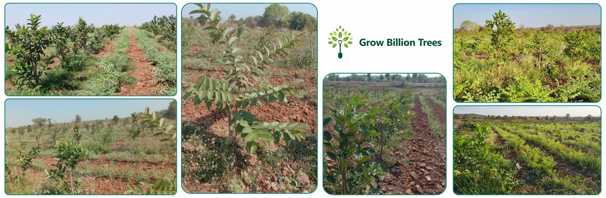 Microforests by Grow Billion Trees: Small Spaces, Big Impact
