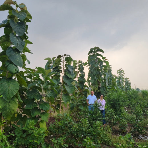 Microforests by Grow Billion Trees: Small Spaces, Big Impact – 6 months