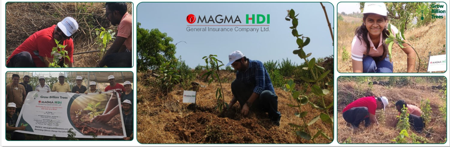 Hdi Tree A Greener Future: Magma HDI’s Agroforestry Tree Plantation for Employee ...