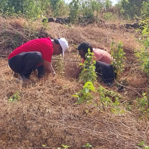 A Greener Future: Magma HDI’s Agroforestry Tree Plantation for Employee Connection – Planting