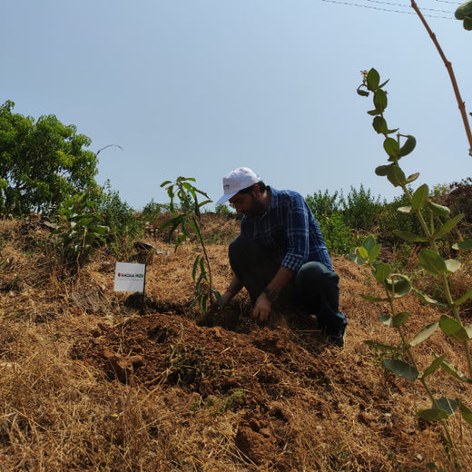 A Greener Future: Magma HDI’s Agroforestry Tree Plantation for Employee Connection – Planting