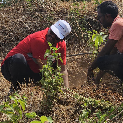 A Greener Future: Magma HDI’s Agroforestry Tree Plantation for Employee Connection – Planting