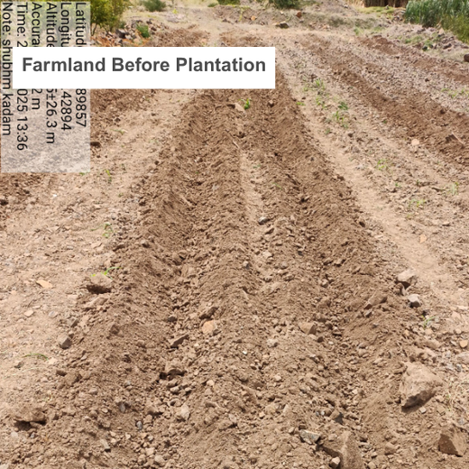 एक पेड़ माँ के नाम: A Greener Tribute by Mahindra Lifespaces – Planting
