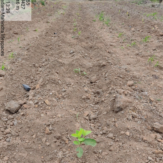 एक पेड़ माँ के नाम: A Greener Tribute by Mahindra Lifespaces – 6 months